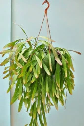 Rhipsalis ramulosa 'Red Coral' Fidesi (Itır gül damlası Hediyesi ile) 01 thumbnail 2