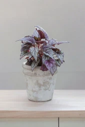 Rex Begonya Dekoratif Orkide Saksısında Begonia 01zaur thumbnail 3