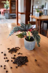 Bodrum Dizayn Taş Saksıda Çilli Begonya 01ud thumbnail 3