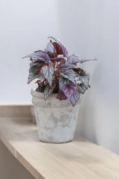 Rex Begonya Dekoratif Orkide Saksısında Begonia 01zaur thumbnail 4