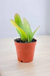 Rhipsalis ramulosa 'Red Coral' Fidesi (Itır gül damlası Hediyesi ile) 01 thumbnail 4