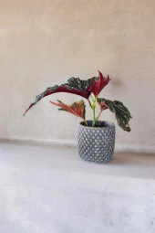 Bodrum Dizayn Taş Saksıda Çilli Begonya 01ud thumbnail 4