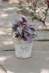 Rex Begonya Dekoratif Orkide Saksısında Begonia 01za thumbnail 3