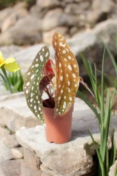 3 adet Melek Kanatları Çilli Begonya Begonia 01cib thumbnail 2