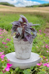 Rex Begonya Dekoratif Orkide Saksısında Begonia thumbnail 3