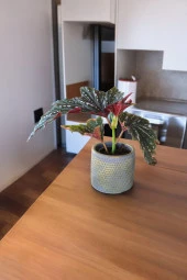 Çilli begonya dekoratif saksıda 012ahb thumbnail 2