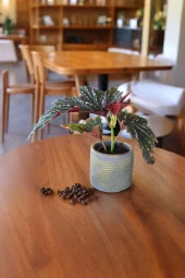 Çilli begonya dekoratif saksıda 012 thumbnail 1