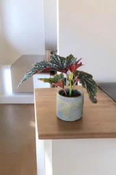 Çilli begonya dekoratif saksıda 012ahb thumbnail 3