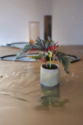 Çilli begonya dekoratif saksıda thumbnail 2