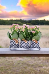 Dekoratif Taş saksılarda kalanşo bitkileri kalanchoe 001lpd thumbnail 3