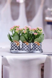 Dekoratif Taş saksılarda kalanşo bitkileri kalanchoe 001l thumbnail 1