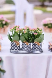 Dekoratif Taş saksılarda kalanşo bitkileri kalanchoe 001l thumbnail 2