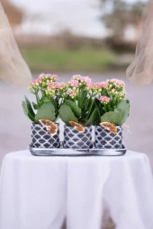 Dekoratif Taş saksılarda kalanşo bitkileri kalanchoe 001l thumbnail 3