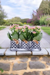 Dekoratif Taş saksılarda kalanşo bitkileri kalanchoe 001lpd thumbnail 6