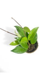 Dekoratif saksıda Mum Çiçeği 001mub thumbnail 2