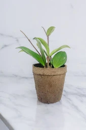 Dekoratif saksıda Mum Çiçeği 001 thumbnail 2