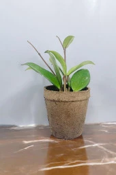 Dekoratif saksıda Mum Çiçeği thumbnail 3