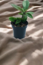 Orta boy mum çiçeği çiçek resmi 2. görselde q758 thumbnail 4