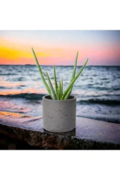 Dekoratif Saksıda Aloevea thumbnail 1