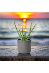 Dekoratif Saksıda Aloevea thumbnail 3