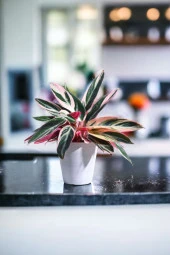 Taş Saksıda stromanthe dua çiçeği bitkisi thumbnail 5