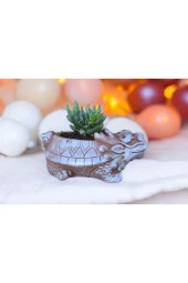 Taş Ejder Saksıda Sukulent thumbnail 1