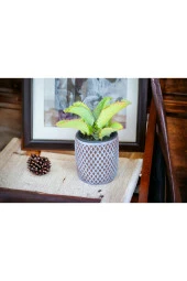 Peygamber efendimizin gözyaşı çiçeği @12 thumbnail 1