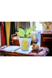 Peygamber gözyaşı çiçeği dekoratif saksıda thumbnail 2