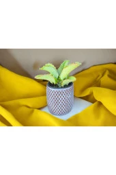 Peygamber gözyaşı çiçeği dekoratif saksıda sarbe thumbnail 3