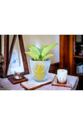 Peygamber gözyaşı çiçeği dekoratif saksıda thumbnail 3