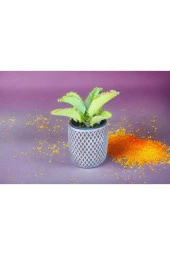 Peygamber efendimizin gözyaşı çiçeği thumbnail 5