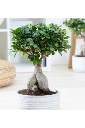 Hediyelik Bonsai Ficus Microcarpa thumbnail 1
