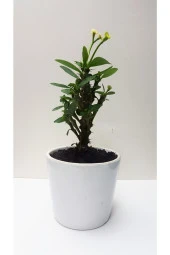 Seramik Saksılı Diken Tacı thumbnail 1