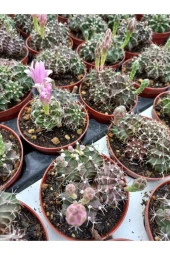 Gymnocalycium Mihanovichii thumbnail 1
