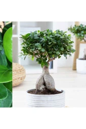 Hediyelik Bonsai Ficus Microcarpa thumbnail 3