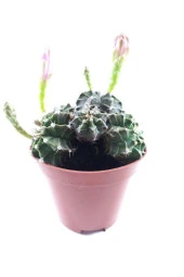 Gymnocalycium Mihanovichii thumbnail 2