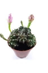 Gymnocalycium Mihanovichii thumbnail 3
