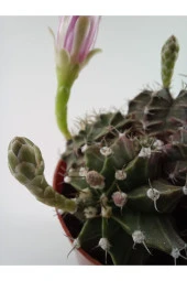Gymnocalycium Mihanovichii thumbnail 5