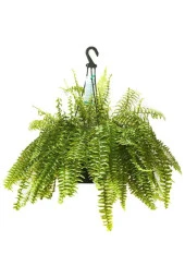 Aşk Merdiveni  30x50 cm thumbnail 2