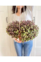 Deri Askıda Callisia Repens - 1