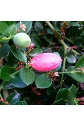 Natal Eriği Fidanı (carissa Macrocarpa) thumbnail 1