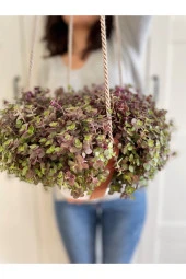 Deri Askıda Callisia Repens - 2