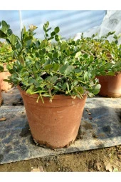 Natal Eriği Fidanı (carissa Macrocarpa) thumbnail 2