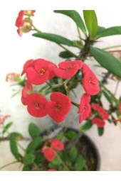 Eforbia Milii Dikenler Tacı Büyük Boy thumbnail 2