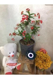 Eforbia Milii Dikenler Tacı Büyük Boy thumbnail 3