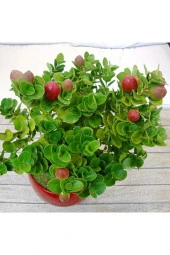 Natal Eriği Saksılı thumbnail 1