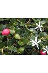 Natal Eriği Saksılı thumbnail 2