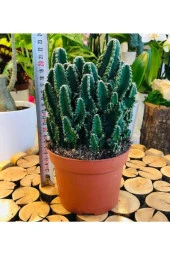 Cereus Peruvianus Florida Cactus Xl Bol Yavrulu Radrasyon Kaktüs thumbnail 1