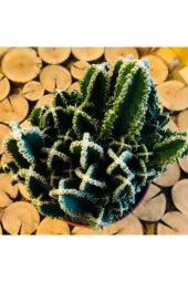 Cereus Peruvianus Florida Cactus Xl Bol Yavrulu Radrasyon Kaktüs thumbnail 2