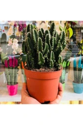 Cereus Peruvianus Florida Cactus Xl Bol Yavrulu Radrasyon Kaktüs thumbnail 4